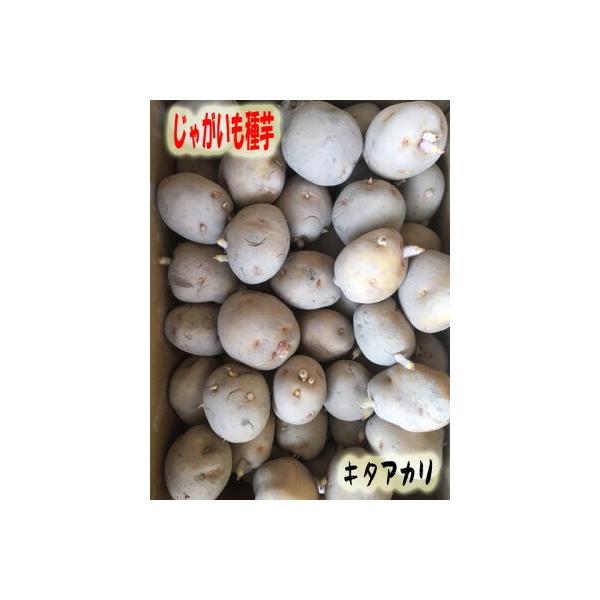じゃがいも種子　キタアカリ芋　1ｋｇ　S〜Mサイズ混合（1ｋｇ/約8〜11個）特徴明るい黄の肉色とホクホクした甘みで人気。生育は「男爵薯」に似るが多収。ビタミンC含有量が特に多いのが特徴。■複数ご注文の場合はまとめて発送いたします。（1ｋｇ...