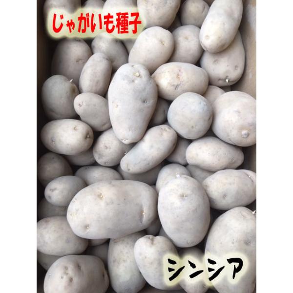 ■複数ご注文の場合はまとめて発送いたします。（500ｇ×2のご注文場合、1ｋｇ　1袋でまとめて発送）こちらの商品は畑作に適した種芋です！食用ではございませんのでご注意下さい。入荷サイズ(個数)は毎年変動します。情報をご確認ください。保管中の...