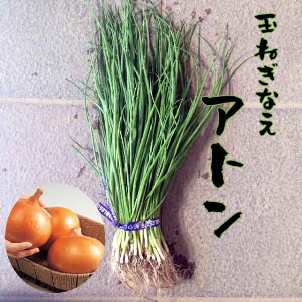 予約商品】玉ねぎ苗 100本束 アトン 中生 【タキイ交配】【早生玉ねぎ
