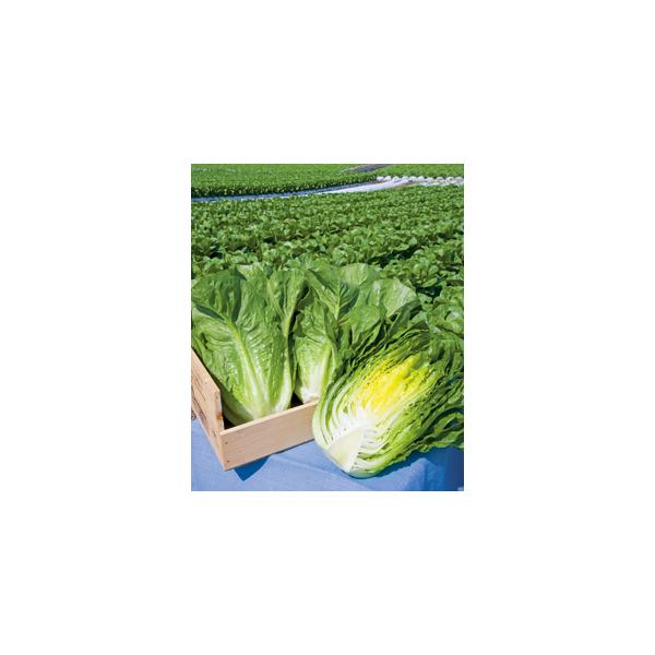 晩抽ロマリア 半結球レタス種子の特徴と栽培ポイント