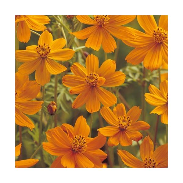 景観用　キバナコスモス　オレンジフレア　1L【花の種】【タキイのタネ】【緑化事業】