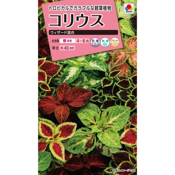 花種　NL300 コリウス ウィザード 混合 小袋 [FCL190]【花の種】【タキイのタネ】【ガーデニング】