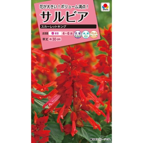 花種　NL300 サルビア スカーレットキング 小袋 [FSR162]【花の種】【タキイのタネ】【ガーデニング】