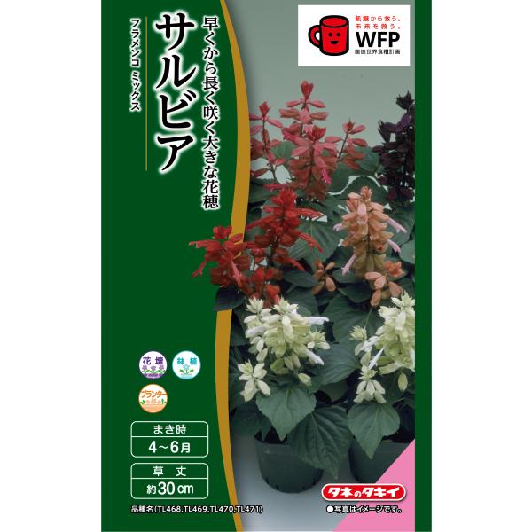花種　 NL300 サルビア フラメンコ ミックス 小袋 [FSR279]【花の種】【タキイのタネ】【ガーデニング】