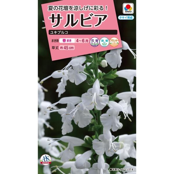 花種　NL300 サルビア ユキプルコ 小袋 [FSR303]農水省登録品種　(品種名　TL707）【花の種】【タキイのタネ】【ガーデニング】