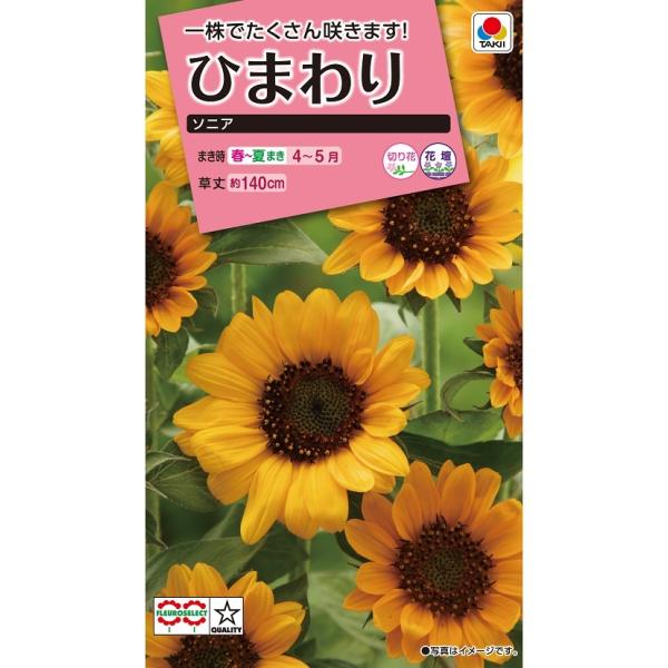花種　NL300 ひまわり ソニア 小袋 [FHM121]【花の種】【タキイのタネ】【ガーデニング】