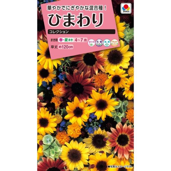 花種 NL300 ひまわり コレクション 小袋 [FHM604]【花の種】【タキイの
