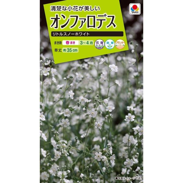 3.28撮影 オンファロデス小ぶり5苗 抜き苗 らくらくメルカリ便 3.28