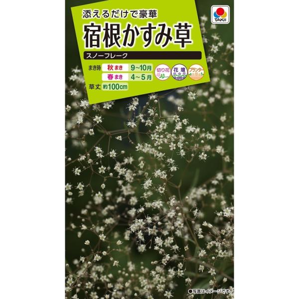 かすみ草ページ２ yoshitaninougei_2128