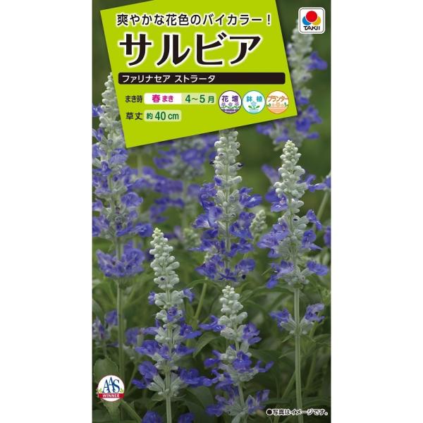 花種　NL200 サルビア ファリナセアストラータ 小袋 [FSR513]【花の種】【タキイのタネ】【ガーデニング】