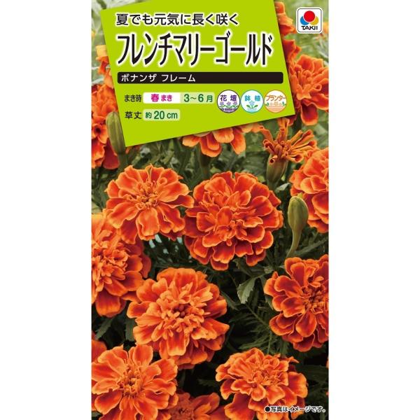 花種　NL200 フレンチマリーゴールド ボナンザフレーム 小袋 [FKJ253]【タキイのタネ】【ガーデニング】