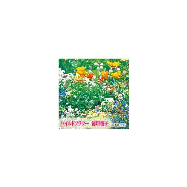 注）こちらの商品は花の種子です。注)メーカー在庫キレ、新種待ち等によりご注文を キャンセルまた多少お時間頂く場合がございますので誠に恐れ入りますが、あらかじめご了承頂きますようよろしくお願い致します。納期お急ぎの場合は前もってお問い合わせく...