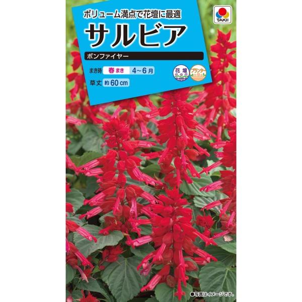 花種　NL150 サルビア ボンファイヤー 小袋 [FSR111]【花の種】【タキイのタネ】【ガーデニング】