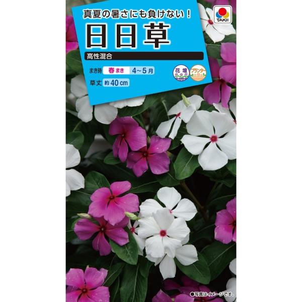 花種 NL150 日日草 高性混合 小袋 [FNN119]【花の種】【タキイのタネ
