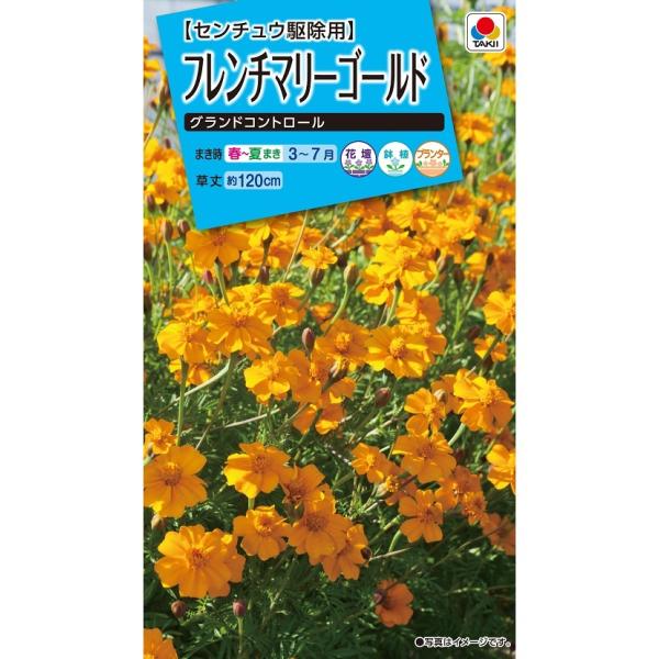 花種　NL150 　フレンチマリーゴールド　グランドコントロール　小袋 [FKJA01]【花の種】【タキイのタネ】【ガーデニング】