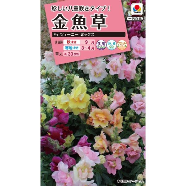 金魚草 金魚草 | ムラカミシード