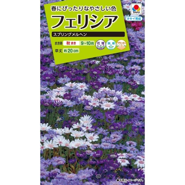 花種　 NL200 フェリシア スプリングメルヘン 小袋 [FZZ840]【花の種】【タキイのタネ】【ガーデニング】