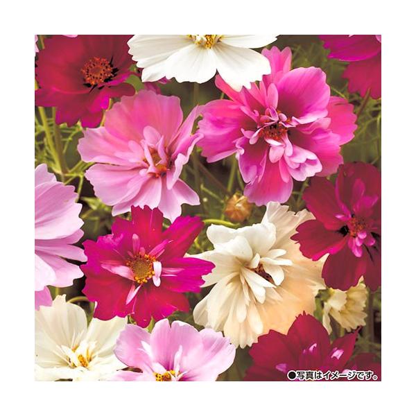 花種　NL150 コスモス サイケ 小袋 [FCS210]【花の種】【タキイのタネ】【ガーデニング】