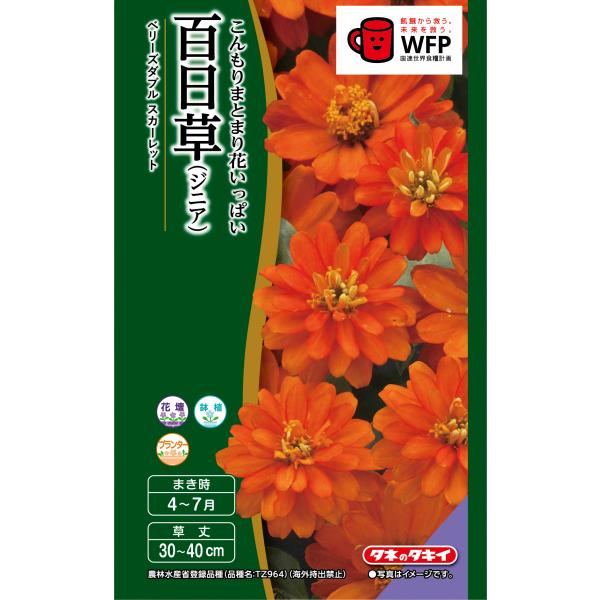 花種　NL400 百日草（ジニア）　ベリーズダブル　スカーレット　 小袋 [FZN745]【花の種】【タキイのタネ】【ガーデニング】