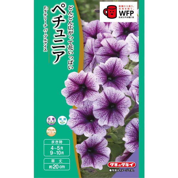 花種　NL400　ペチュニア　F1ラテリーナパープルアイス　 小袋 [FPT620]【花の種】【タキイのタネ】【ガーデニング】