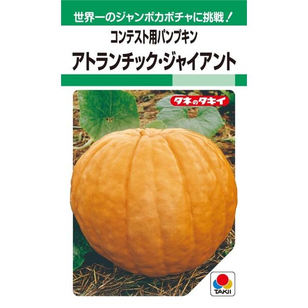 アトランチック・ジャイアント 5粒 カボチャ種子 【南瓜の種】【タキイ