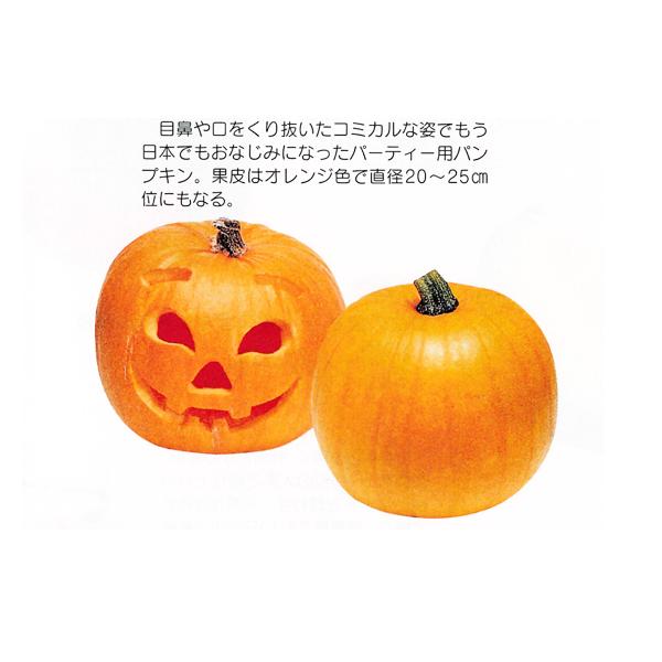 ジャンボ生かぼちゃ 観賞用