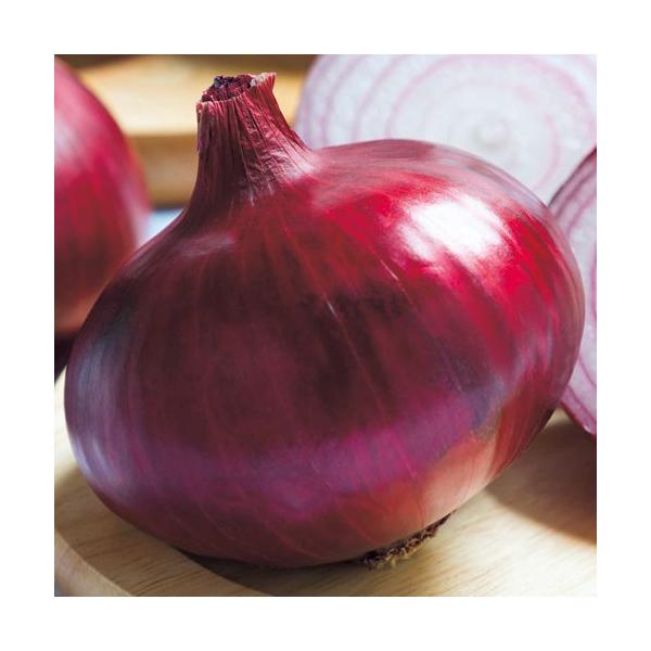 野菜種子 赤タマネギ・ケルたまルビー 赤玉葱 小袋（20ml） 【タキイ