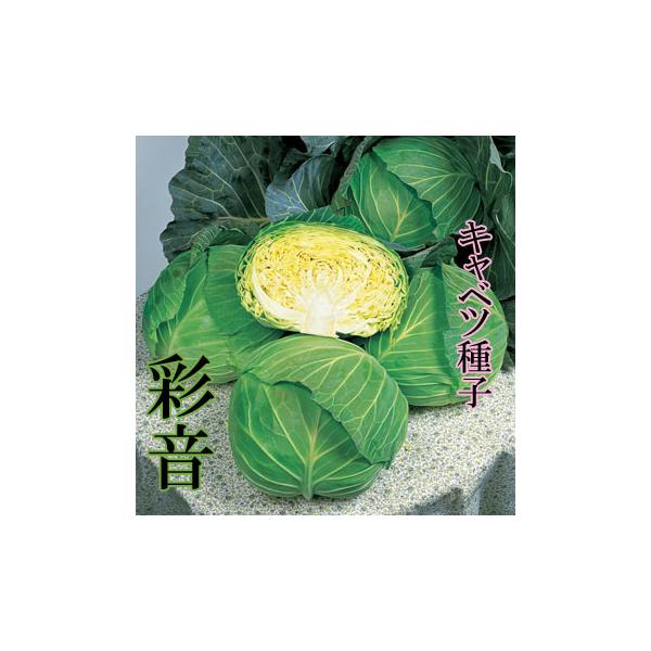 彩音　キャベツ種子　2000粒　中晩生種　年内〜冬どり　寒玉系【タキイ種苗】【早生キャベツ】