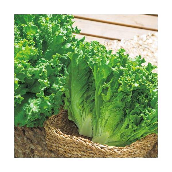 注）こちらの商品は野菜の種子です。注)流動在庫につき、メーカー在庫キレ等によりご注文を キャンセルまた多少お時間頂く場合がございますので誠に恐れ入りますが、あらかじめご了承頂きますようよろしくお願い致します。注）まき時期をご確認の上、ご注文...