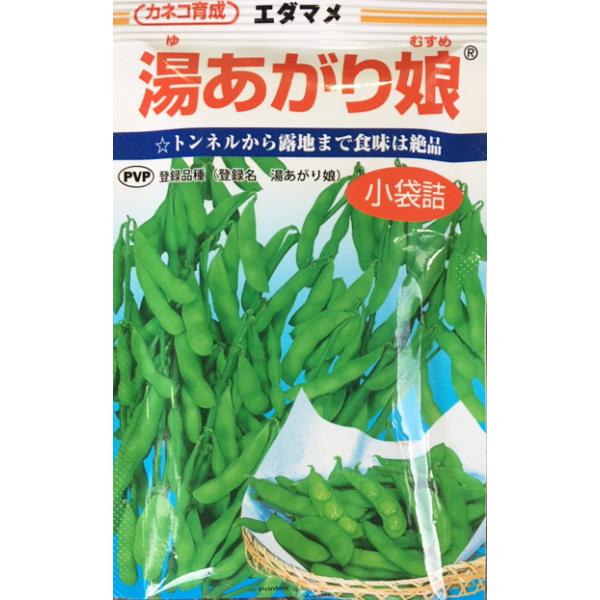 湯あがり娘　枝豆種子　100粒　カネコ種苗　農林水産省登録品種(品種名　湯あがり娘　海外持出禁止　公示(農林水産省HP参照)