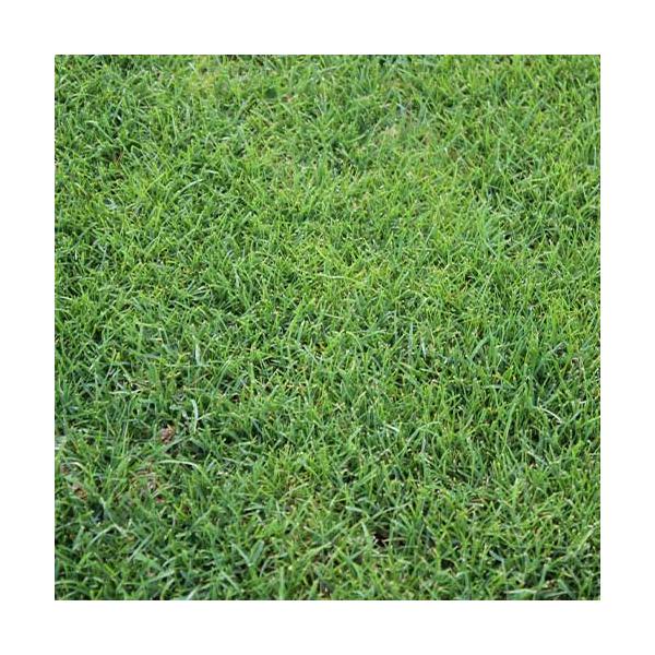 注意事項■こちらの商品は芝生、グランドカバー用の種子です。■流動在庫につき、店舗やメーカー在庫キレ等によりご注文をキャンセルまた多少お時間頂く場合がございます。■まき時期をご確認の上、ご注文をお願い致します。メーカー タキイ種苗ペレニアルラ...