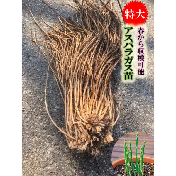 内容　アスパラガス　栽培説明書付です　アスパラガス　　Lサイズ　1株　素掘り苗　大きいアスパラガス苗 で今年の春から収穫可能！品種:タキイアスパラガス苗本苗株は独特の生育方法で育てられた、びっくりするほど大株に仕上げた1年生株です！！株に力...