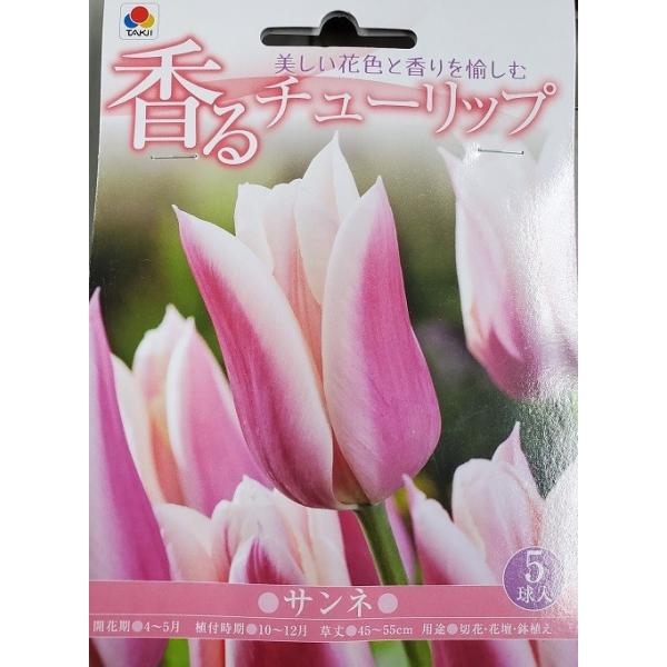 球根】サンネ 4球 チューリップ ユリ咲き 芳香性 ピンク アプリコット