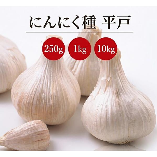 ニンニク種子　平戸　Lサイズ　【種にんにく】【ニンニク種】暖地栽培向きの早生大球種
