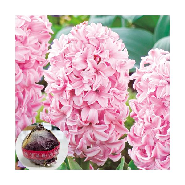 商品画像はイメージです実際の色味は若干違って見える場合がありますヒヤシンスは、球根状態のお届けとなります。※出荷後半(12月以降）は芽が出た状態のものでの出荷になります。球根の方、皮むきして出荷する場合があります、予めご了承くださいヒヤシン...