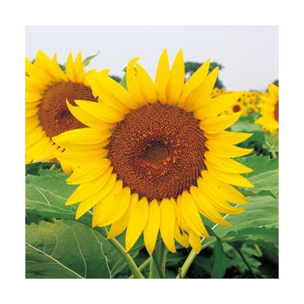 【景観・緑肥用ひまわり】矮性ひまわり種子　緑肥用ひまわり　クリアスマイル　50ｇ 約700粒　当店オリジナル規格