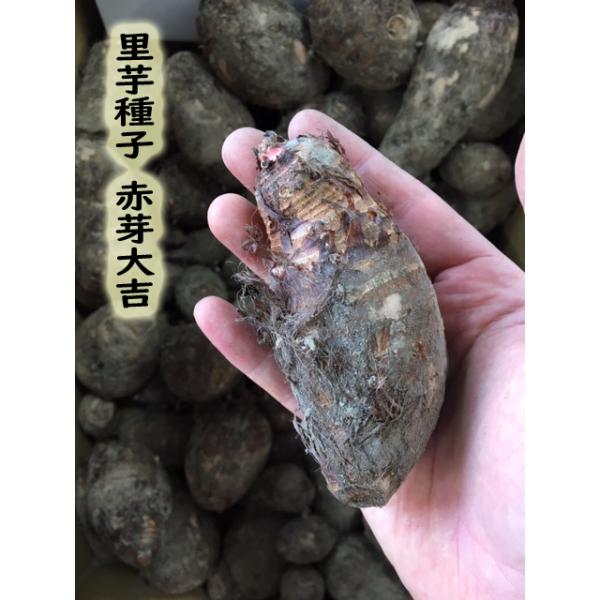 里芋種子 赤芽大吉芋（セレベス） 1kg : 吉谷農芸Yahoo!店 - 通販