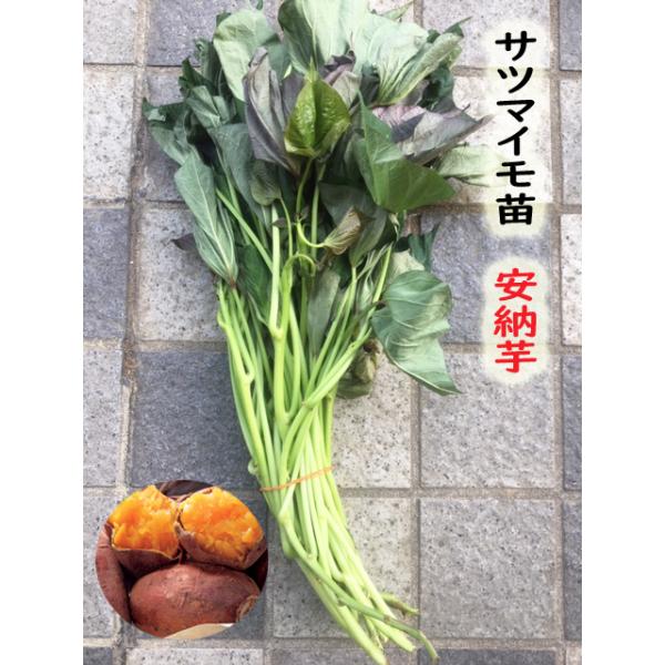 安納芋苗 10本 サツマイモ切苗 【芋ズル】【安納芋苗】 : 吉谷 安納芋苗 10本 サツマイモ切苗 【芋ズル】【安納芋苗】 : 吉谷