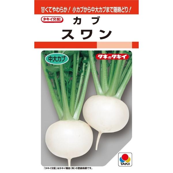 カブ種子　スワン　L5000粒　【タキイ種苗】【野菜種子】