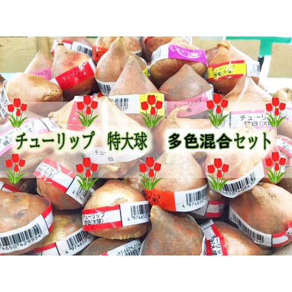 多色混合（5〜6色）30球セットです。色の指定は受付できません。セット内容：1セット‥25球　多色（赤、白、黄、紫、桃、橙、赤黄、桃白の内5〜6色）紫白・赤白は今年は含まれておりません。 各品種の数量につきましては均等でない場合があります。...