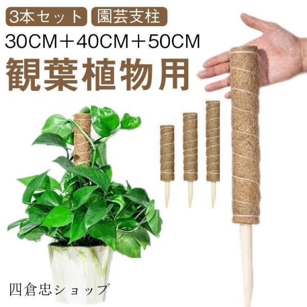 観葉植物 支柱 3本セット モンステラ ココスティック 園芸支柱 植物