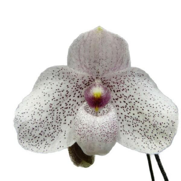 Paph. Vanda M Pearmar　洋蘭　洋ラン　パフィオ交配種 花なし株】 パフィオペディラム バンダ エム ペアマン Paph.Vanda M