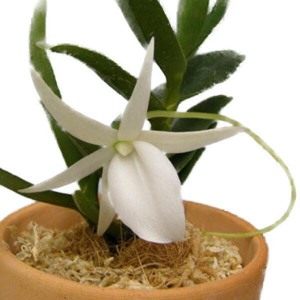 花なし株 アングレカム ディディエリ Angcm Didieri 原種 芳香あり 2 5号鉢 cm 開花サイズ Bs スズキラン園 通販 Yahoo ショッピング