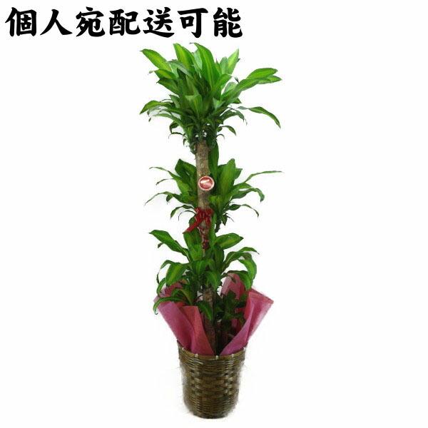 ylz\z ϗtA K̖ hZi tOX }bTQAi 10  󂯎Mt uEoXPbg 160`180cmx ^