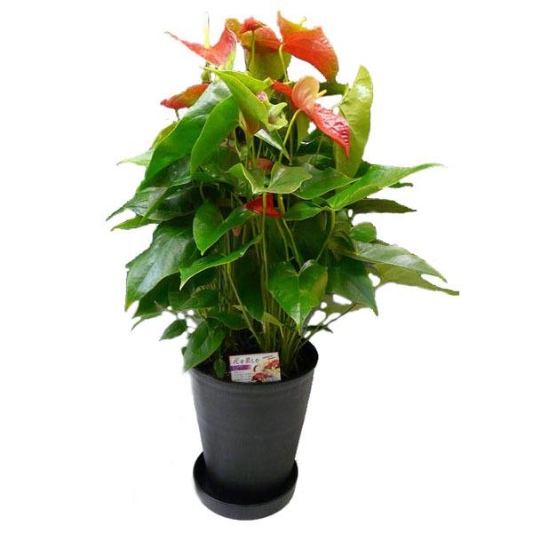 アンスリウム 赤 Anthurium１０号鉢 尺鉢 特大サイズ 黒丸鉢 受け皿付き セラアート鉢 観葉植物 送料無料 ギフト対応 Buyee Buyee Japanese Proxy Service Buy From Japan Bot Online
