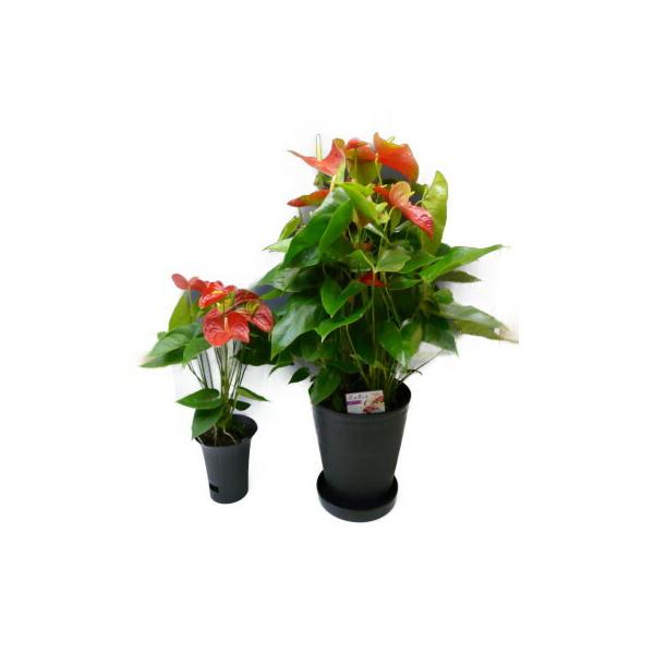 アンスリウム 赤 Anthurium１０号鉢 尺鉢 特大サイズ 黒丸鉢 受け皿付き セラアート鉢 観葉植物 送料無料 ギフト対応 Buyee Buyee 提供一站式最全面最專業現地yahoo Japan拍賣代bid代拍代購服務 Bot Online