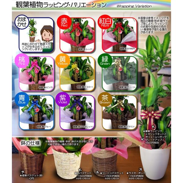 アンスリウム 白 ホワイト １０号鉢 尺鉢 特大サイズ セラアート鉢 黒丸鉢 受け皿付き 観葉植物 送料無料 ギフト対応 Buyee Buyee 提供一站式最全面最專業現地yahoo Japan拍賣代bid代拍代購服務 Bot Online