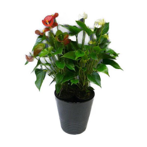 ϗtA AXE g2FA 8 픫 ۔ 󂯎Mt 70`80cmx ^ ^ CeAO[ Mtg (AX[)