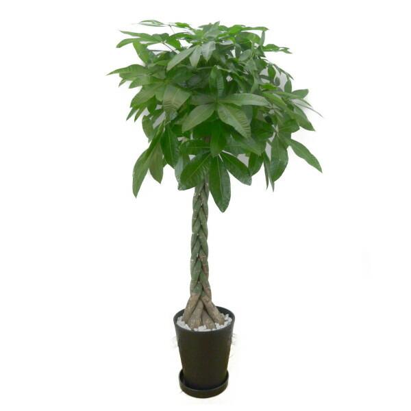 パキラ アクアティカ 10号鉢 黒丸鉢 受け皿付き セラアート鉢 白石