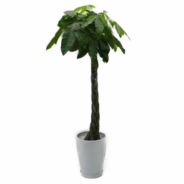 ϗtA pL  10 픫 ۔ 󂯎Mt 160`180cmx ^ CeAO[ Mtg ɋ